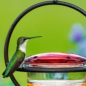 Einfacher Kolibri-Wasserspender aus Metall