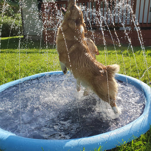 Tanzschwimmbad für Hunde & Familie